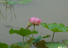 湿地公园赏“荷”    在凡间最美的莲花深处”陶醉“